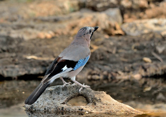 arrendajo bebiendo en la charca en Marbella España (Garrulus glandarius)