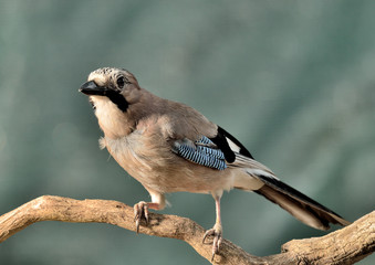 arrendajo posado en un tronco en Marbella España (Garrulus glandarius)