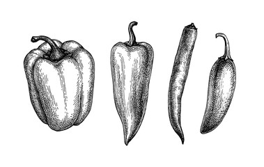 Ink sketch of peppers - obrazy, fototapety, plakaty