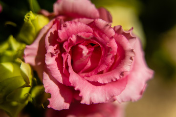 pink rose with dew drops