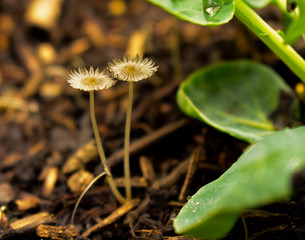 Fungi in garden