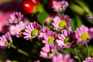 pink flowers in the garden