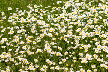 Auf dem Feld bl&uuml;hen zahlreiche Margeriten. Die Blume ist klar erkennbar aufgrund ihrer wei&szlig; gelben Bl&uuml;ten und ihrer Gr&ouml;&szlig;e.