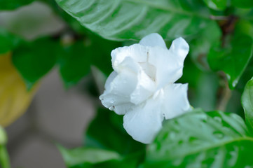 Gardenia jasminoidesm ,white flower