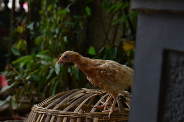 Chickens on traditional free range poultry farm
