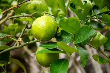 Close up of green limes hanging on branch with blurred background.