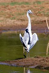 Grey Heron (Ardea cinerea) standing with wings open, Uda Walawe National Park, Sri Lanka.