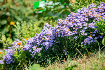 Meadow with purple spring flowers