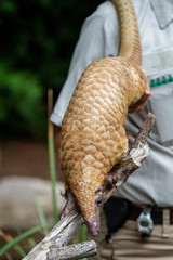Pangolin