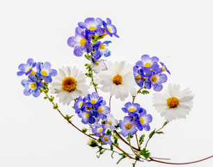 Fremont's Phacelia and tidy tips flowers arranged and photographed as transparency with backlight, yellow and white wildflowers head, petals
