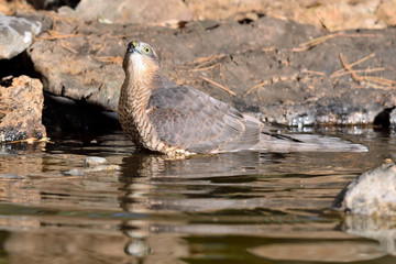 gavilán macho adulto bañándose en el estanque en Ojén Málaga (Accipiter nisus) 
