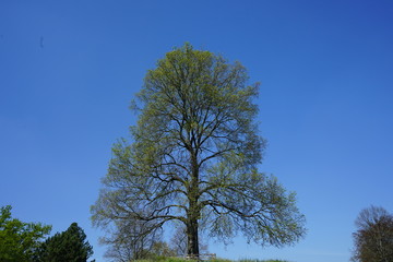 Baum und blauer Himmel