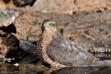 gavilán macho adulto bañándose en el estanque en Ojén Málaga (Accipiter nisus) 