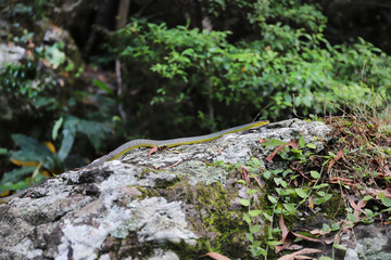 Tree Snake on Rock in Rainforest