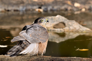 gavilán macho adulto en el estanque en Ojén Málaga (Accipiter nisus) 