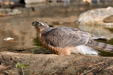 gavilán macho adulto en el estanque en Ojén Málaga (Accipiter nisus) 