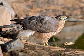 gavilán macho adulto   en el estanque en Ojén Málaga (Accipiter nisus) 