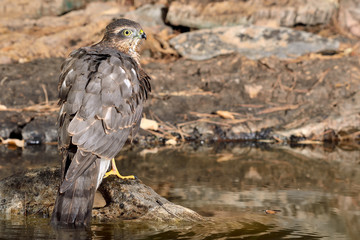 gavilán macho adulto en el estanque en Ojén Málaga (Accipiter nisus) 