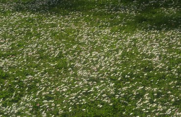 Daisy Meadow
