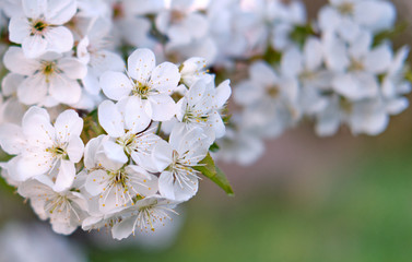 White buds of blossoming spring cherry flowers on a branch, green background