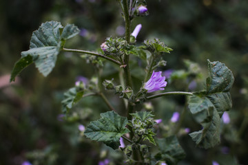 Flores de primavera