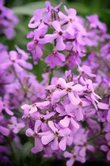 Fototapeta premium JULIENNE DES DAMES 