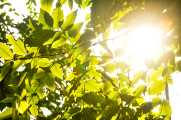 sun shining through the leaves