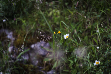 Margaritas en primavera