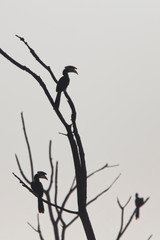Malabar Pied Hornbills (Antracoceros coronatus) silhouetted perched on a dead tree, Uda Walawe National Park, Sri Lanka.