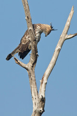 Crested Hawk Eagle (Nisaetus cirrhatus), perched in a dead tree, Uda Walawe National Park, Sri Lanka.