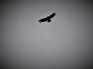 Lonely black raven