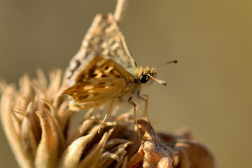 mariposa marrón en un arbusto seco  Marbella España