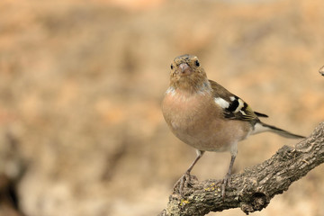 pinzón vulgar posado en una rama (Fringilla coelebs) en Marbella España 