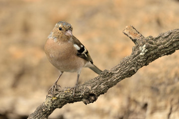 pinzón vulgar posado en una rama (Fringilla coelebs) en Marbella España 