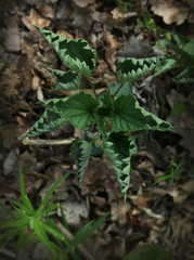 Nettle closes her leaves after sunset. It feels like a plant is preparing for bed. And it takes on predatory traits at the same time.