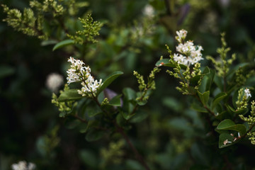 Flores blancas de primavera