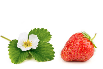 Strawberry and Flower