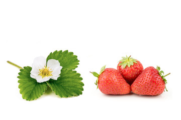 Strawberry Flower and Strawberries on  White Background