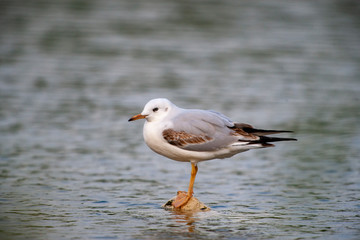 Fine-billed gull stands on the rock of the coast (Chroicocephalus genei)