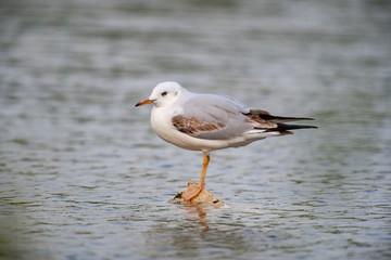 Fine-billed gull stands on the rock of the coast (Chroicocephalus genei)