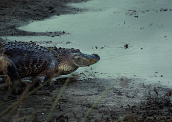 Gators in the Orlando Wetlands