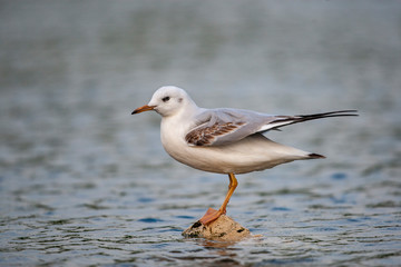 Fine-billed gull stands on the rock of the coast (Chroicocephalus genei)