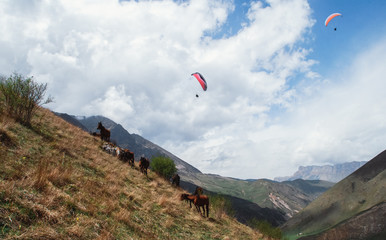 A herd of horses grazing and walking in the mountains.