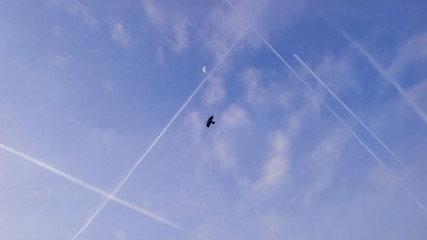 Many condensation, inversion, jet tracks of moving aircraft, together with the moon and a bird in the blue sky.