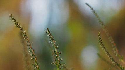 Macro de bruyère, avec de belles tonalités automnales tachant l'arrière-plan