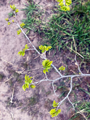 Fresh green leaves on the branches from put forth fresh leaves on tree in nature background