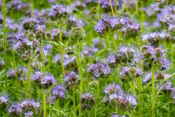 Phacelia Tanacetifolia