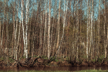 White birch trees in the forest 