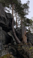 Fototapeta premium old tree trunk