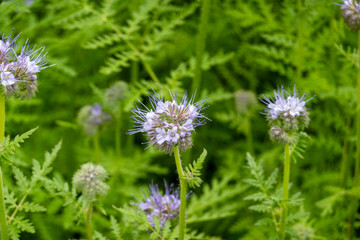 Phacelia Tanacetifolia